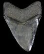 Serrated, Megalodon Tooth - South Carolina #35962-2